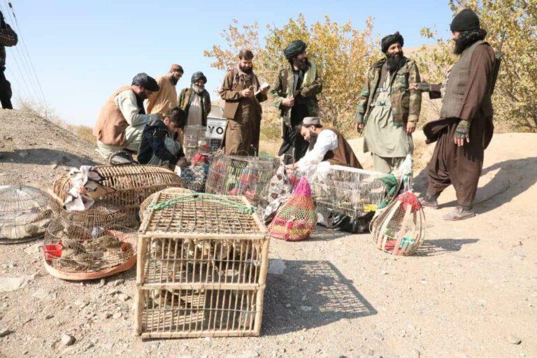 هرات کې څه باندې ۳۰۰ وحشي مرغان بېرته طبیعت ته خوشي شول