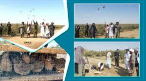 Attempt to smuggle 35 rare birds to Iran foiled in Nimroz