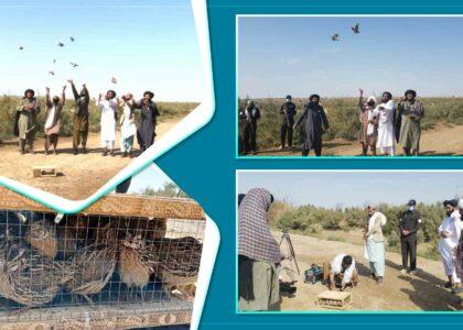 Attempt to smuggle 35 rare birds to Iran foiled in Nimroz