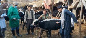 کمپاین تطبیق بیش از ۷۴ هزار دوز واکسین ضد ویروس مواشی در کندز آغاز شد