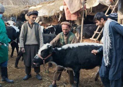 Cattle vaccination campaign starts in Kunduz