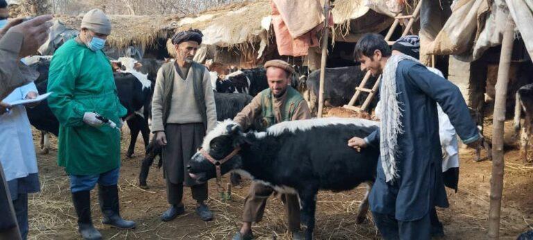 کمپاین تطبیق بیش از ۷۴ هزار دوز واکسین ضد ویروس مواشی در کندز آغاز شد