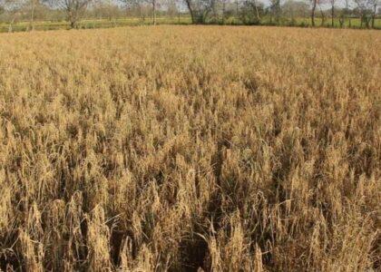 Rice yield 9 percent up in Afghanistan this year: NSIA