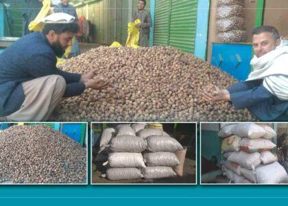 Laghman walnut harvest nearly doubles this year