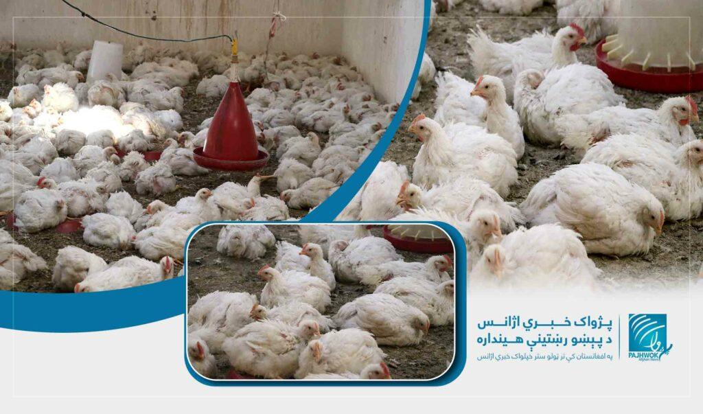 Afghanistan produces chicken meat beyond demand