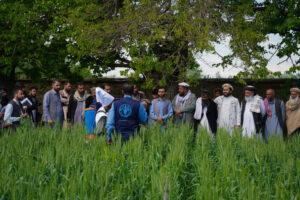 FAO trains 19,000 Afghan farmers this year