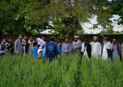 FAO trains 19,000 Afghan farmers this year