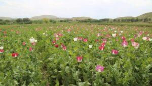 شماری از دهقانان به اتهام کشت کوکنار در بدخشان بازداشت شدند