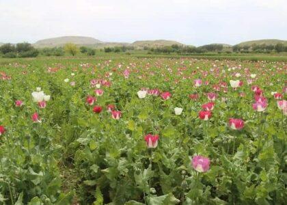 شماری از دهقانان به اتهام کشت کوکنار در بدخشان بازداشت شدند