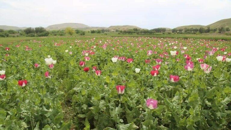 شماری از دهقانان به اتهام کشت کوکنار در بدخشان بازداشت شدند