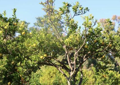 Nangarhar sets to produce over 3,000 tonnes of sweet orange this season