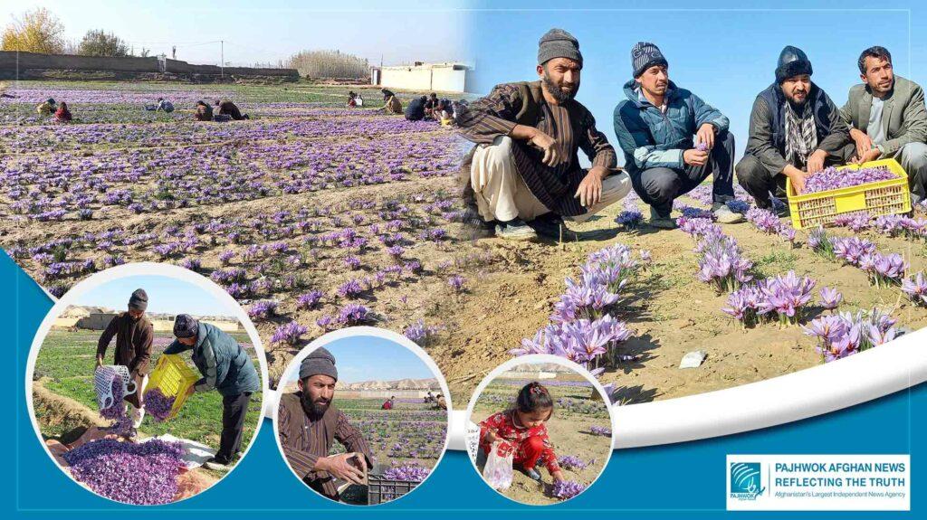 As harvest jumps, Faryab saffron farmers seek govt’s support