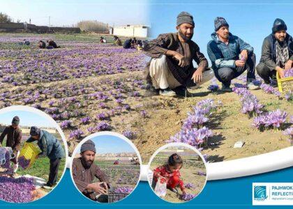 As harvest jumps, Faryab saffron farmers seek govt’s support