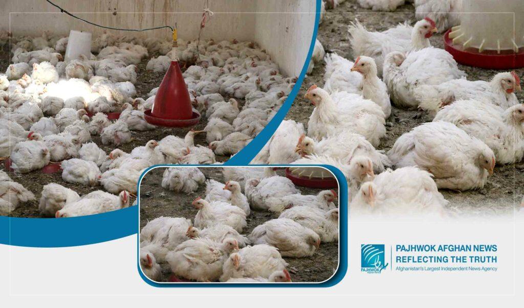 Afghanistan produces chicken meat beyond demand