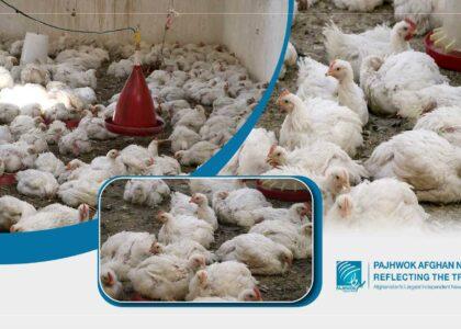 Afghanistan produces chicken meat beyond demand