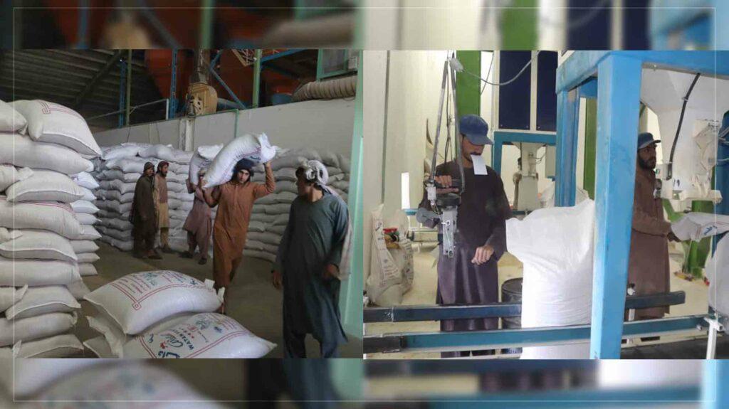 Kandahar ramps up poultry feed production