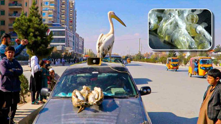 Swan oil ineffective, harmful for health: Physicians