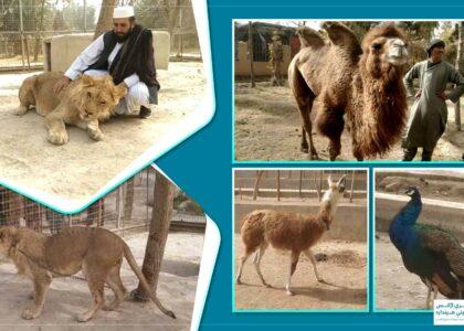 Trader builds private zoo to protect wildlife in Helmand