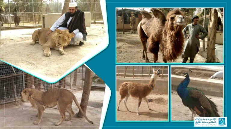 فردی در هلمند به هزینۀ شخصی‌اش باغ وحش ساخته‌است