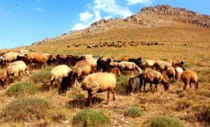 تخریب علف‌چرها و بوته‌های کوهی در بامیان؛ مردم نگران آیندۀ مالداری در این ولایت هستند