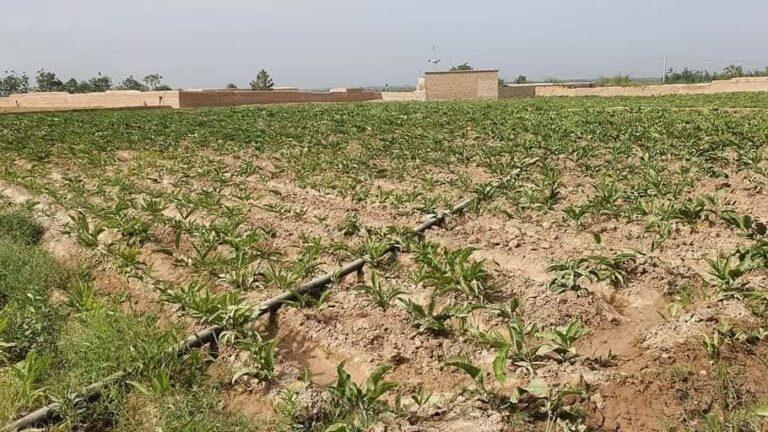 دهاقین در ارزگان هنگ را جایگزین کشت کوکنار ساخته‌اند