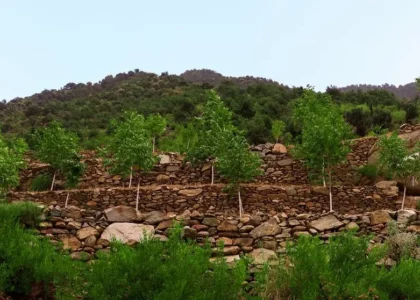 ملګري ملتونه: افغانستان کې د ځنګلونو تخریب لا هم یوه جدي ننګونه ده