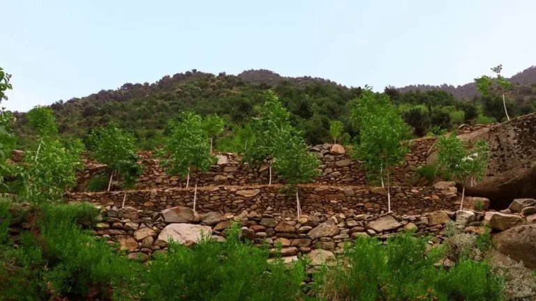 ملګري ملتونه: افغانستان کې د ځنګلونو تخریب لا هم یوه جدي ننګونه ده