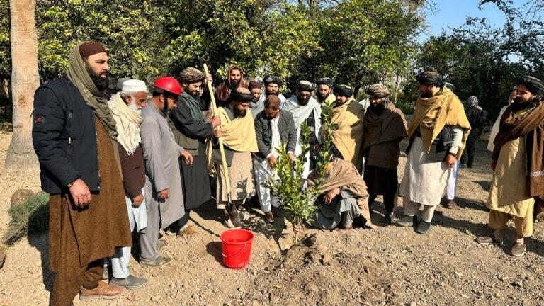 ننګرهار کې د نیالګيو اېښودو پسرلنی کمپاين پيل شو