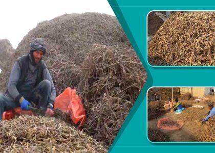 Licorice export from Balkh province increases