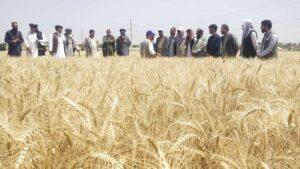 Over 21,000 tonnes of modified wheat seeds produced in north