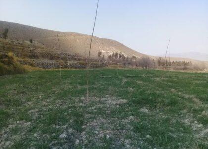 د ننګرهار پنځو ولسواليو کې د چهارمغزو (غوزانو) ځنګلونه جوړ شوي