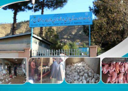 Badakhshan poultry farms produce over 56 tons of chicken daily