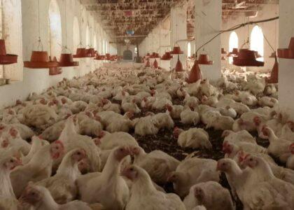 Baghlan achieves self-sufficiency in poultry meat production