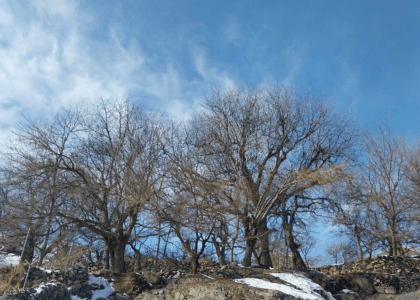 Cold weather tamps down Panjsher walnut yield