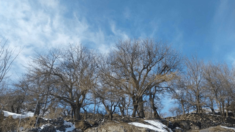 Cold weather tamps down Panjsher walnut yield