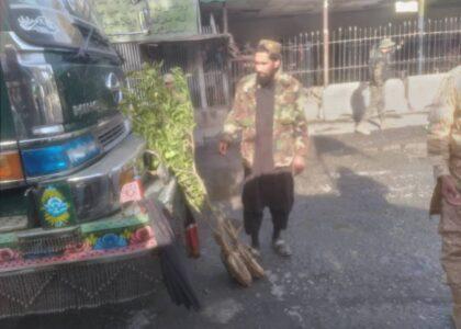 تورخم کې د مالټو بې‌کیفیته نیالګي بېرته پاکستان ته وګرځول شول