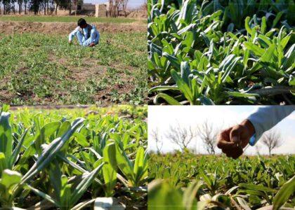 Green tea cultivated in Khost for first time