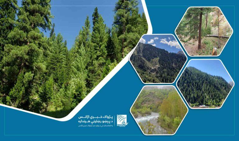 Nearly 300 hectares of land reforested in Nuristan