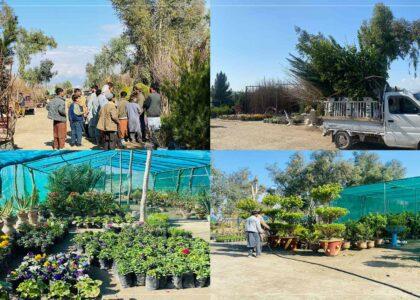 Saplings business on rise as spring approaches in Nangarhar