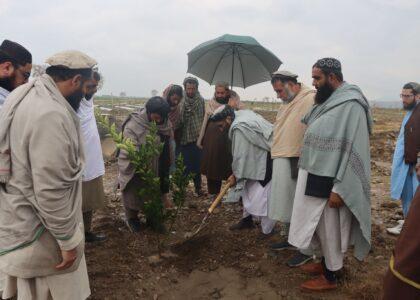 ننګرهار کې د مالټو دوه نوي باغونه جوړېږي