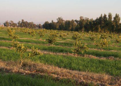 د ننګرهار کانال ادارې اړوند پر ۲۰ زره جریب ځمکه د مالټو نوي باغونه جوړ شوي