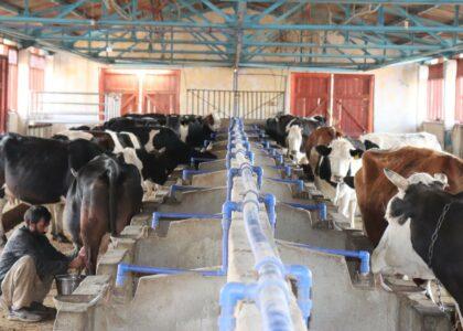 Efforts underway to develop Canal Dept’s livestock farm