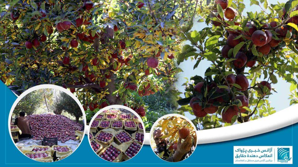 باغداران میدان‌وردک: بیشتر سیب‌ را به قیمتی می‌فروشیم که حتا مصارف را پوره کرده نمی‌تواند