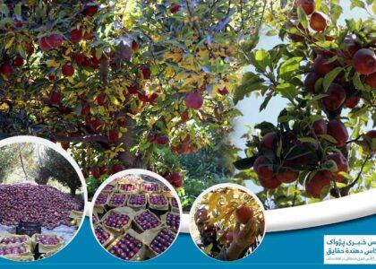 باغداران میدان‌وردک: بیشتر سیب‌ را به قیمتی می‌فروشیم که حتا مصارف را پوره کرده نمی‌تواند