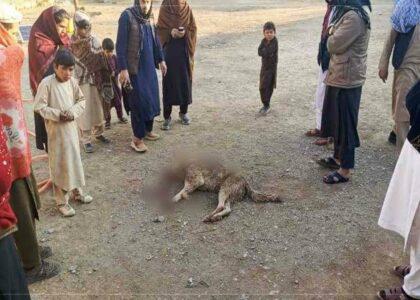5 of a family injured in wolf attack in Paktia’s Dandipatan