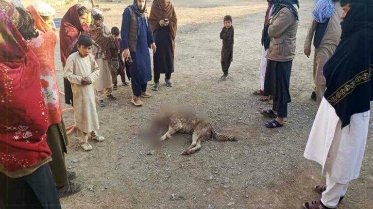 گرگ پنج عضو یک خانواده را در پکتیا زخمی کرد