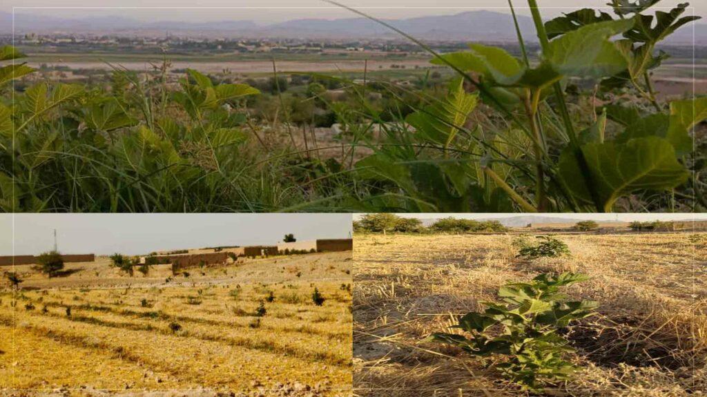 اروزګان کې پر څه باندې ۱۲۰۰ هکټار ځمکه د انځرو باغونه جوړ شوي