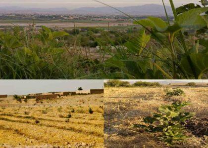 اروزګان کې پر څه باندې ۱۲۰۰ هکټار ځمکه د انځرو باغونه جوړ شوي