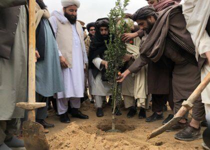 بلخ کې د نیالګیو اېښودو پسرلنی کمپاین پیل شو