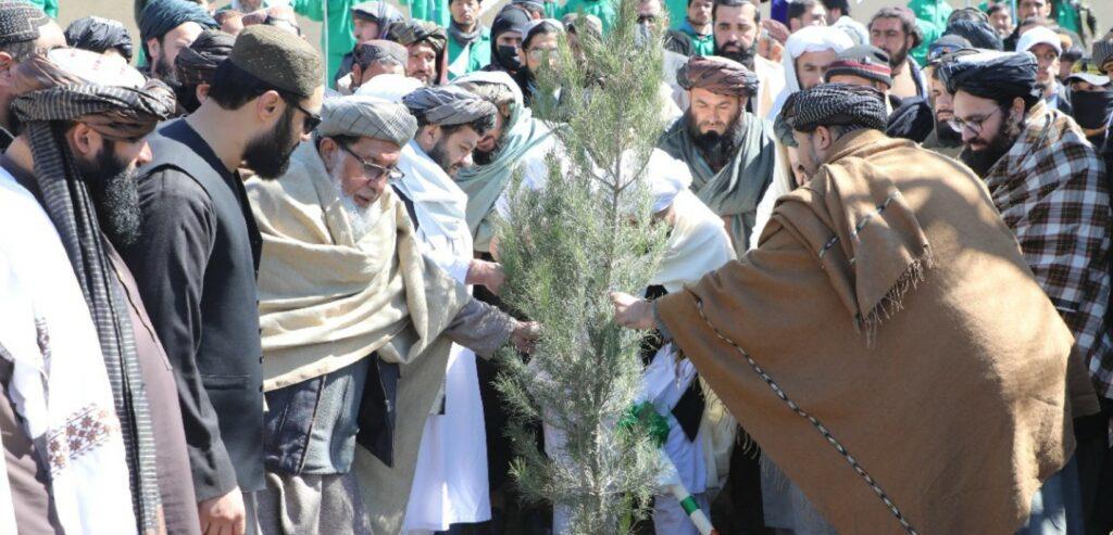 د چاپیریال ساتنې ملي ادارې د نیالګیو کېنولو طرحه جوړه کړې